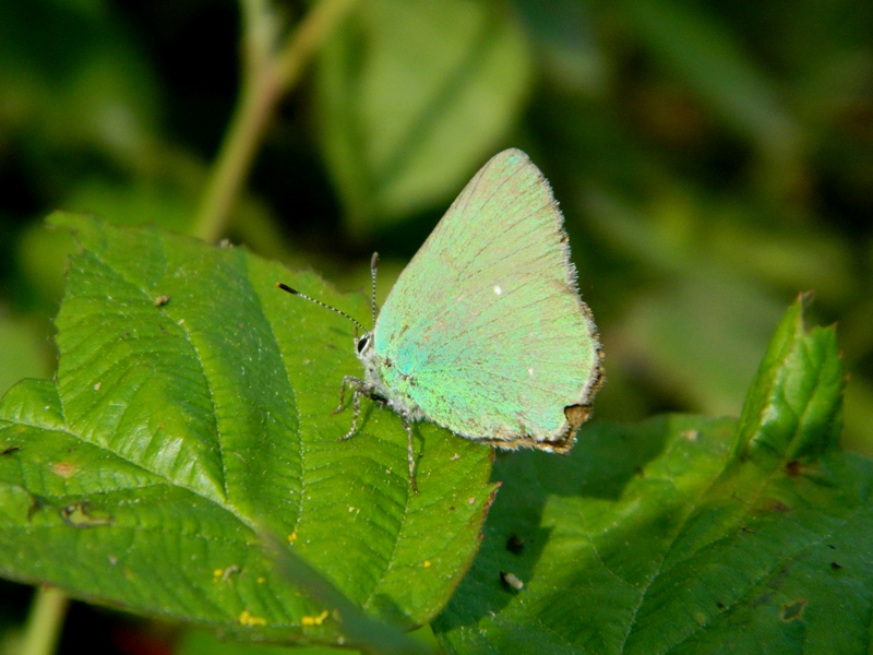 Finalmente Lycaena dispar!